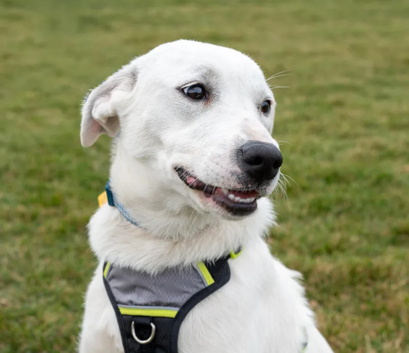 A young medium-sized female Labrador Retriever dog named Wally for adoption in Albuquerque, NM