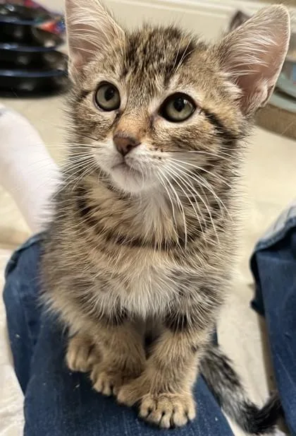 A baby medium-sized male Domestic Short Hair cat named Sheepling for adoption in Pleasanton, CA