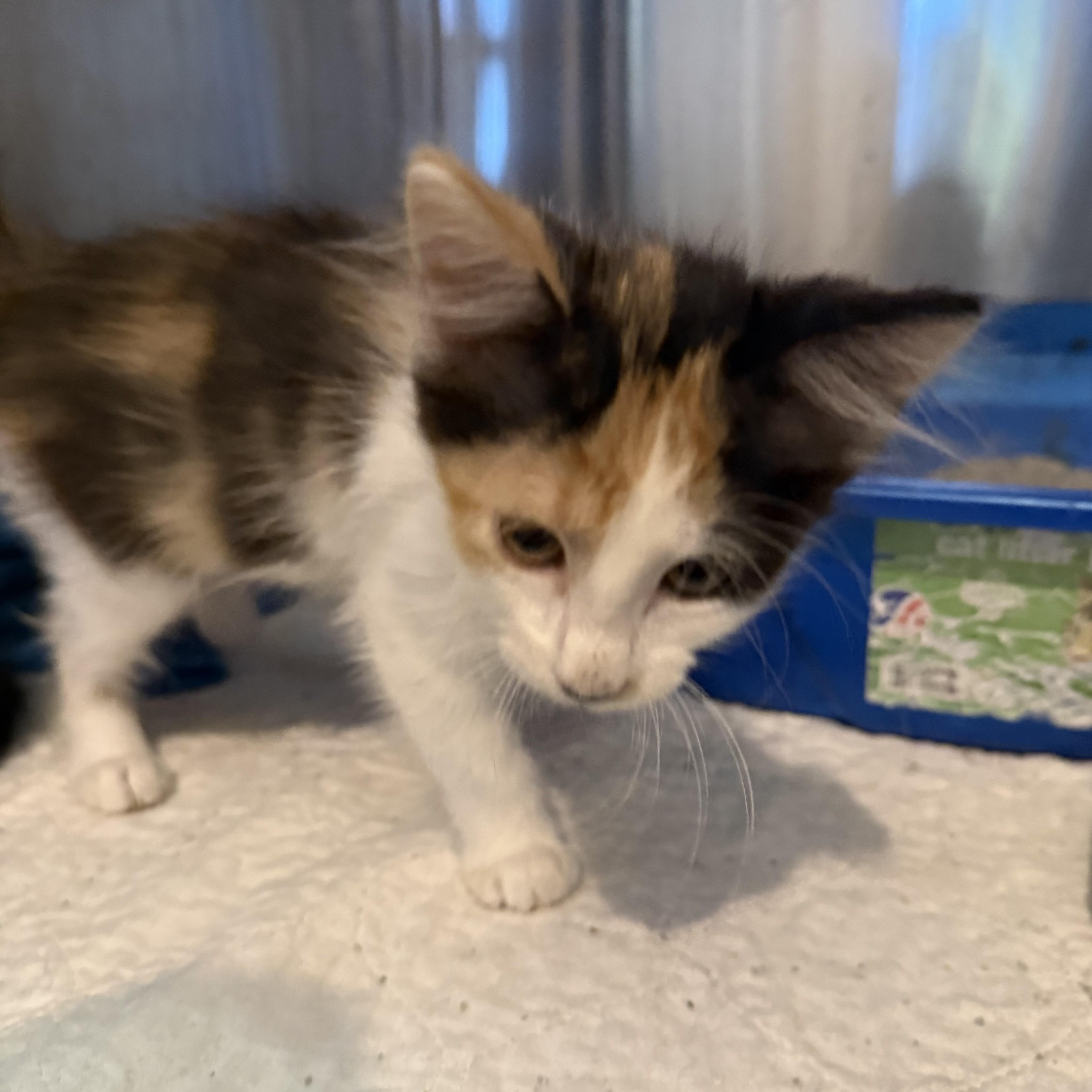 A baby medium-sized female Calico Domestic Short Hair cat named Pawsmopolitan for adoption in La Crescent, MN