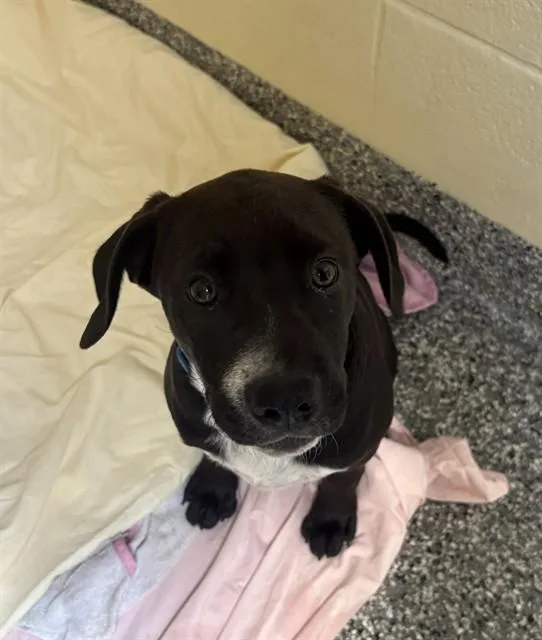 A baby medium-sized male Labrador Retriever dog named Tyson for adoption in Brewster, MA