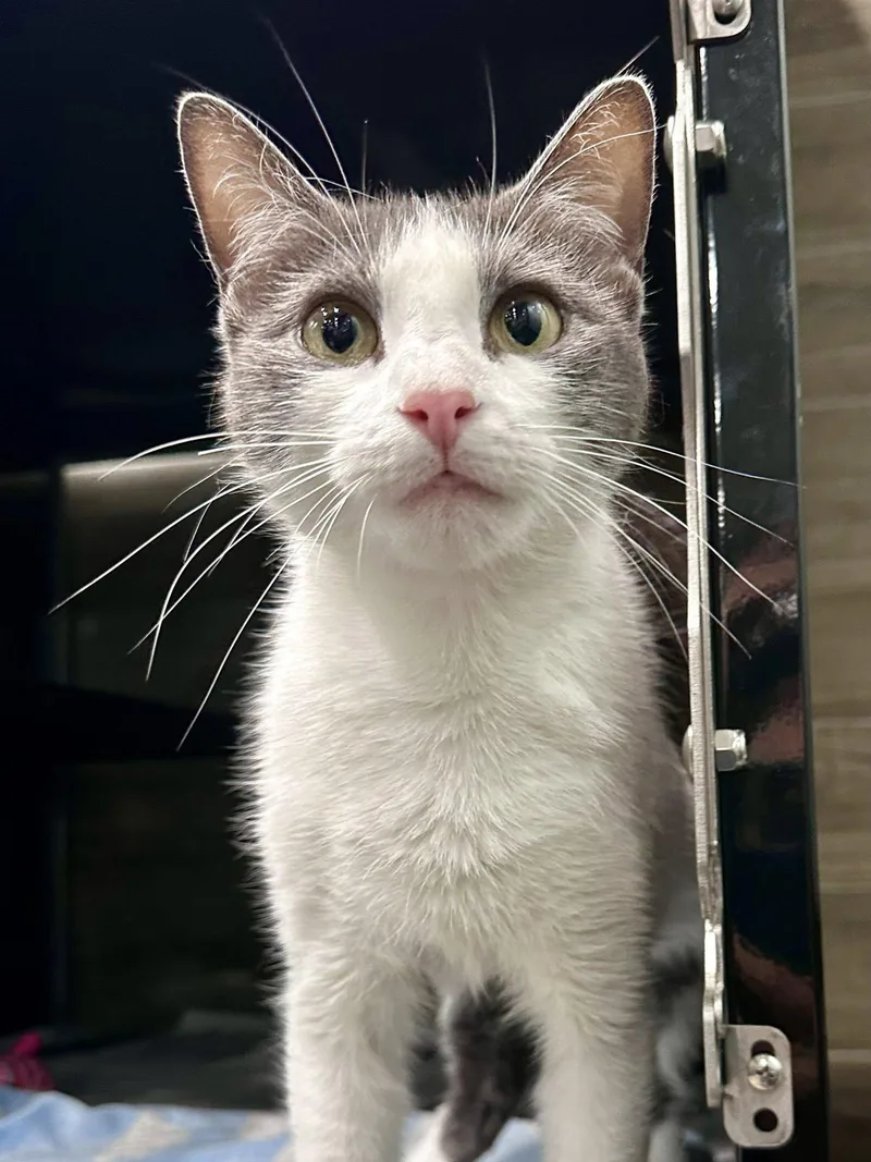 An adult medium-sized female Gray & White Domestic Short Hair cat named Hunny Nut for adoption in Sherman, TX