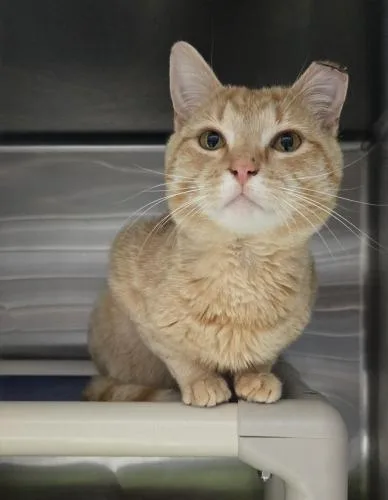 A young medium-sized male Orange / Red Domestic Short Hair cat named Mikan for adoption in Webster, MA