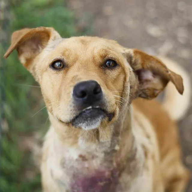 A young medium-sized female Labrador Retriever dog named Dahlia for adoption in San Antonio, TX