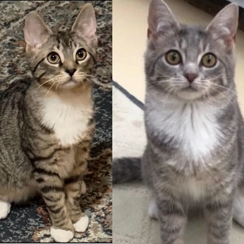 A young medium-sized male Domestic Short Hair cat named Macy & Maurice for adoption in Frederick, MD