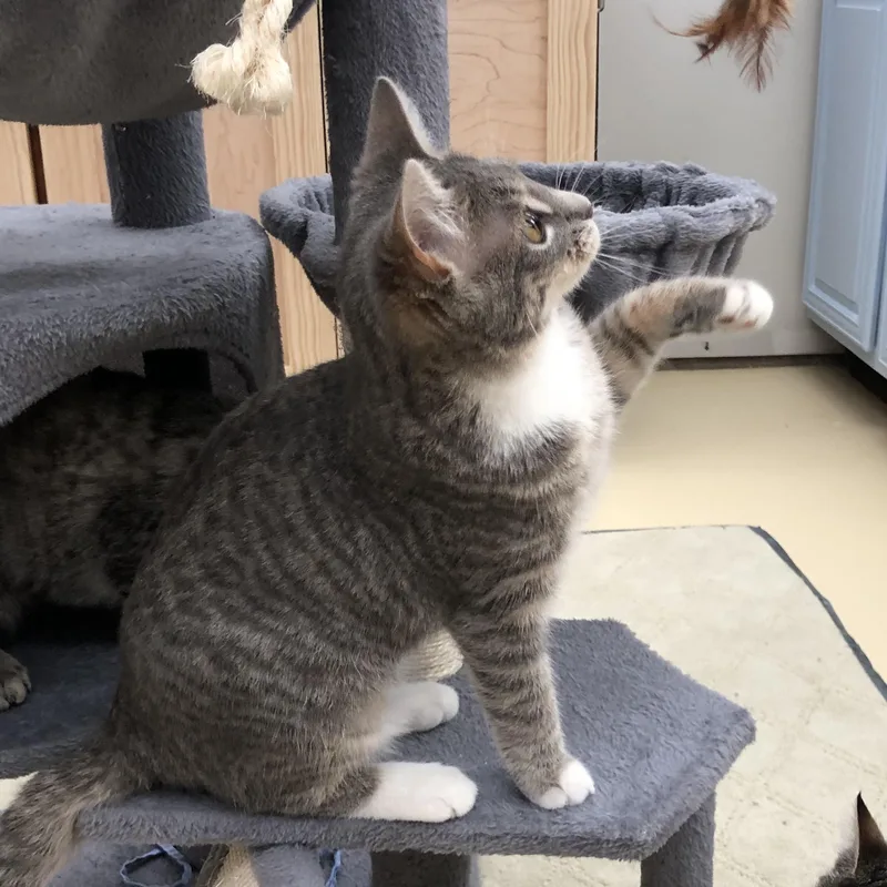 Macy & Maurice thumbnail 4