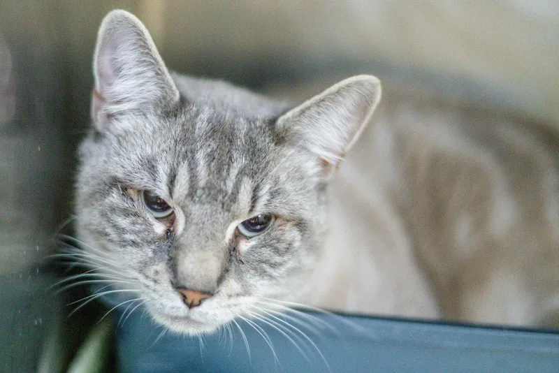 An adult medium-sized male Buff / Tan / Fawn Domestic Short Hair cat named Ghost for adoption in Hilton Head Island, SC
