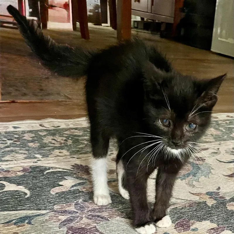 A baby small-sized female Black Domestic Short Hair cat named Tremendous One for adoption in Fredericksburg, VA