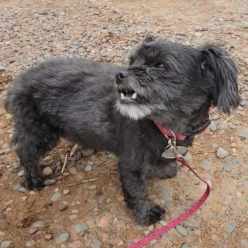 A senior small-sized female Shih Tzu dog named Susie for adoption in Duluth, MN