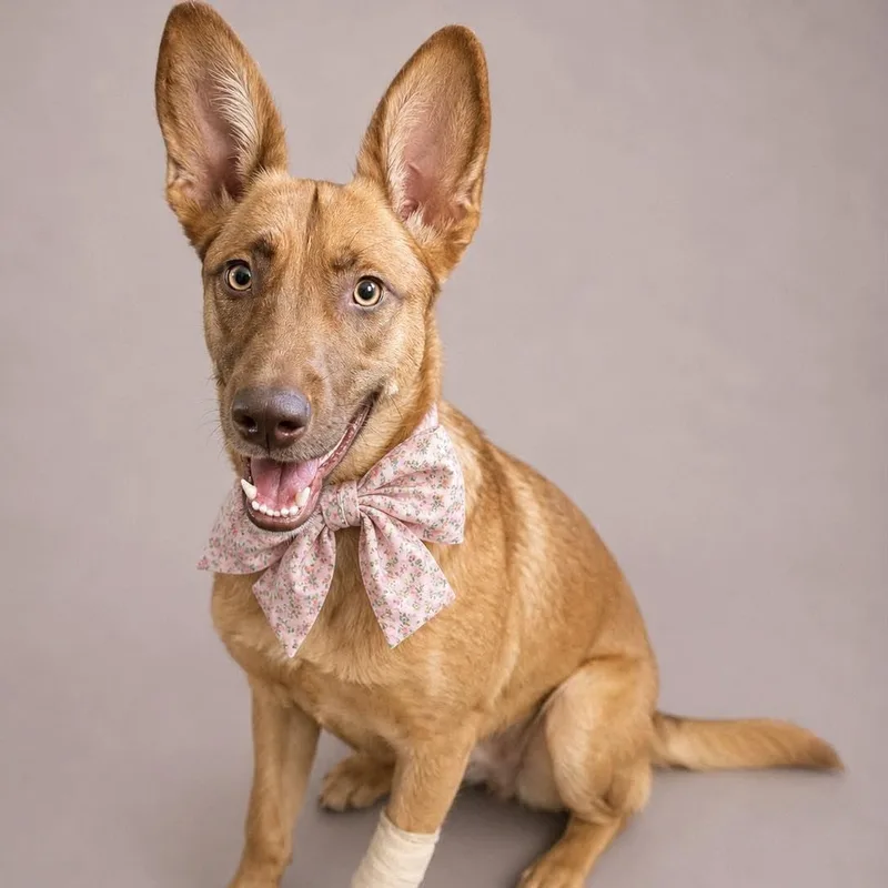 A young medium-sized female Pharaoh Hound dog named Batsy for adoption in Houston, TX