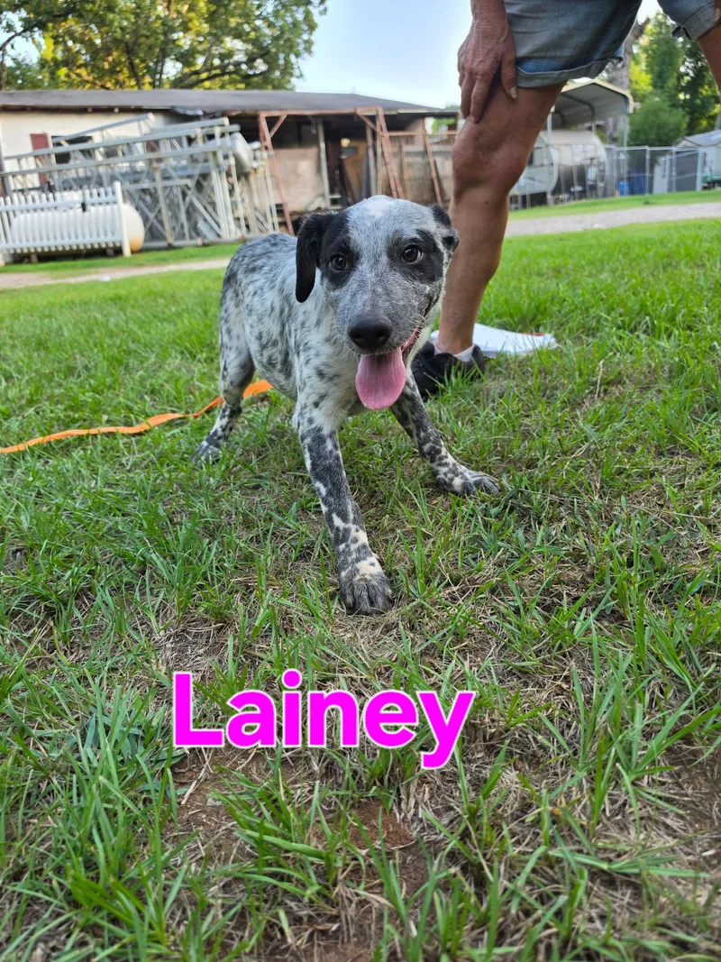 A baby medium-sized female Australian Cattle Dog / Blue Heeler dog named Lainey for adoption in Tyler, TX