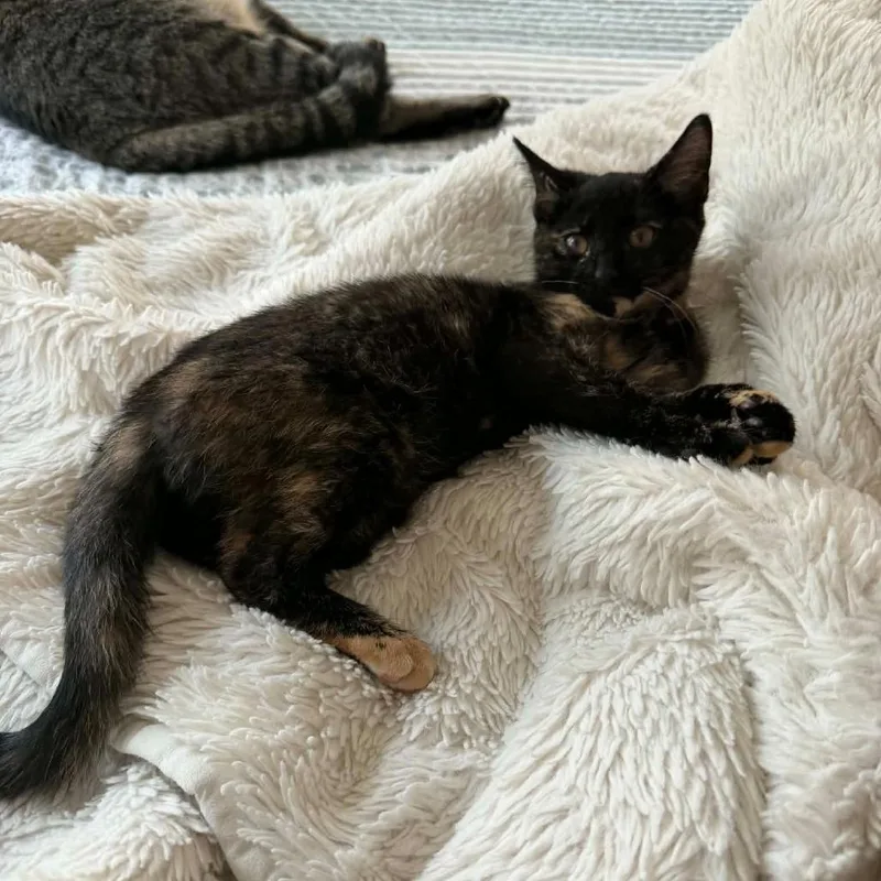 A baby small-sized female Tortoiseshell Domestic Short Hair cat named Whispurr for adoption in West Olive, MI