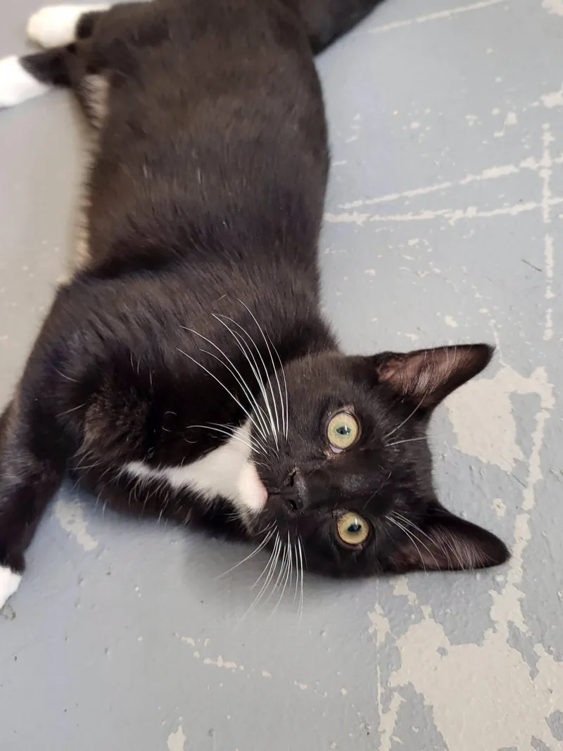 A young small-sized male Black & White / Tuxedo Domestic Short Hair cat named Tyson for adoption in Shelby, MI