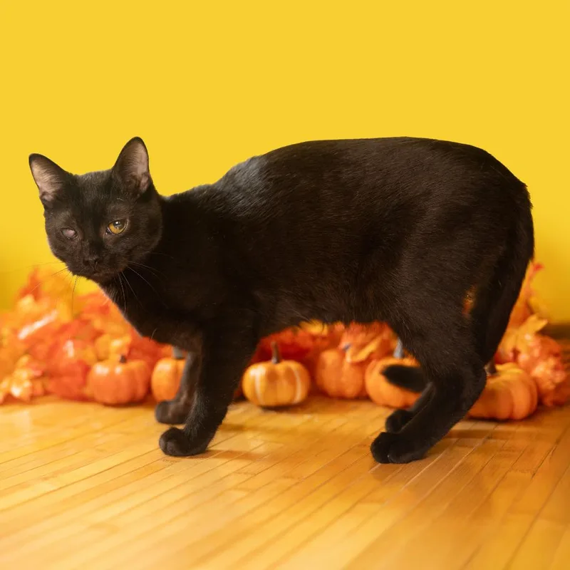 A young small-sized female Black Domestic Short Hair cat named Sketti for adoption in Durham, NC