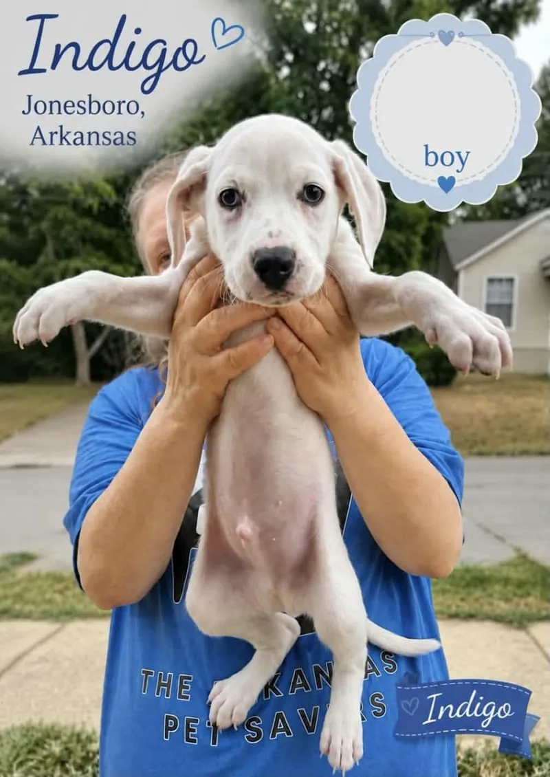 A baby medium-sized male Labrador Retriever dog named Indigo for adoption in Manchester, CT