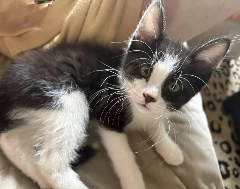 A baby medium-sized male Black & White / Tuxedo Domestic Short Hair cat named Wyatt Earp for adoption in Morgantown, WV