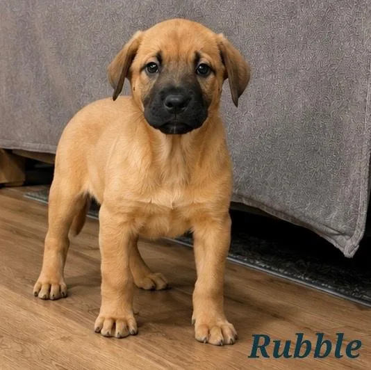 A baby medium-sized male Boxer dog named Rubble for adoption in Mount Pleasant, NC