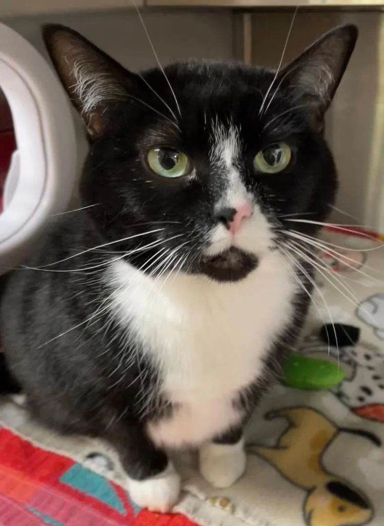 An adult medium-sized female Domestic Short Hair cat named Magpie for adoption in Spooner, WI