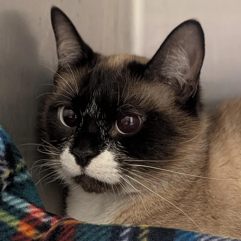 An adult large-sized female Black Snowshoe cat named Jinx for adoption in Springfield, IL