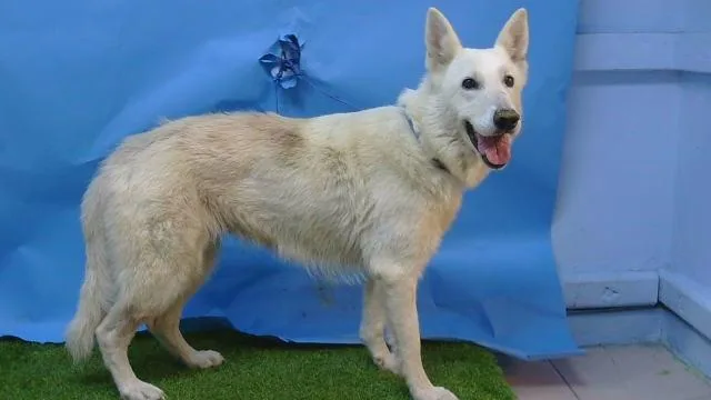 An adult medium-sized female German Shepherd Dog dog named Polar Bear for adoption in Gardena, CA