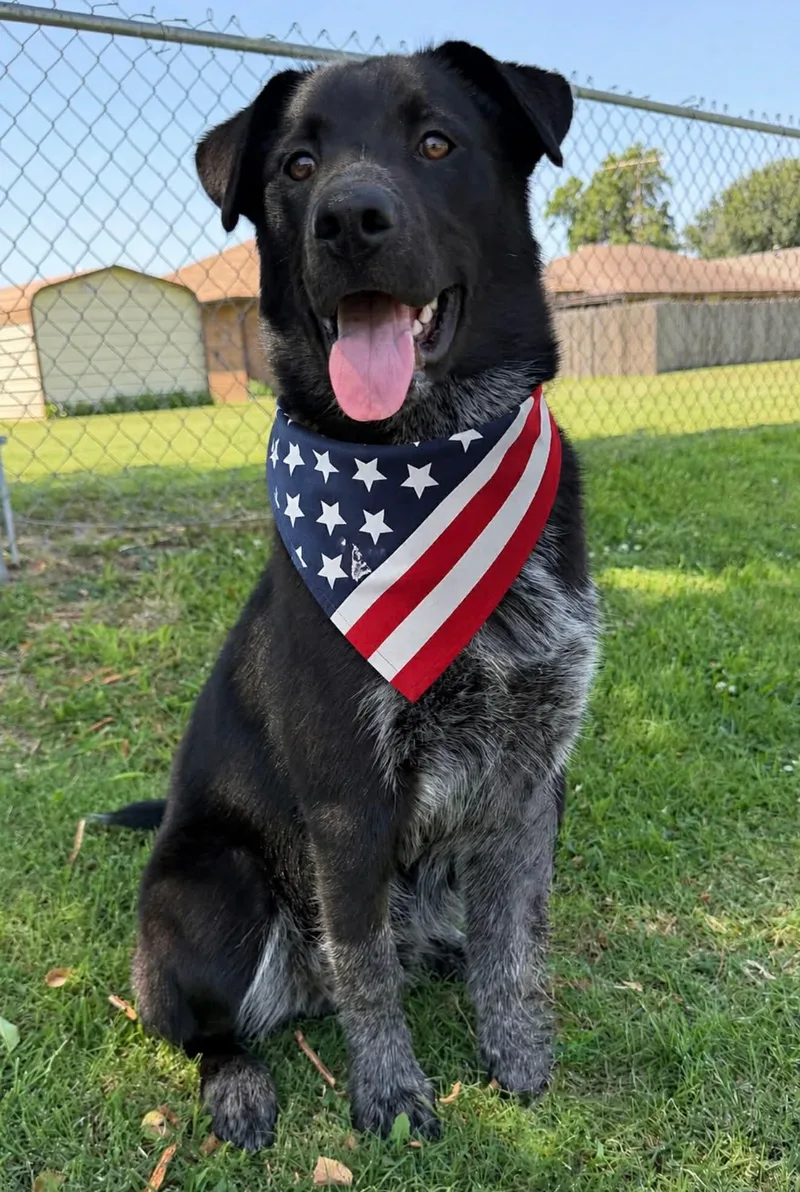 A young medium-sized male Cattle Dog dog named Hutch for adoption in Milwaukee, WI