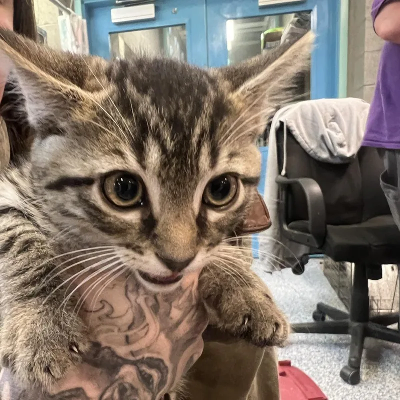 A baby small-sized male Brown / Chocolate Domestic Short Hair cat named Biscuit for adoption in Port Townsend, WA