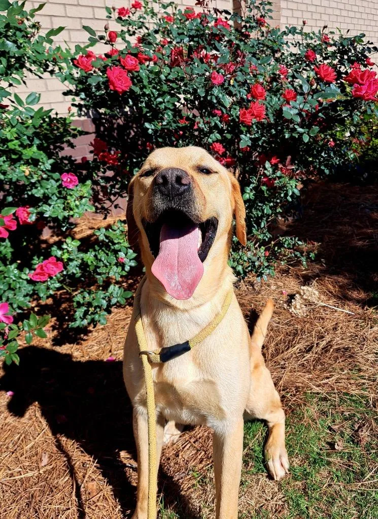 A young large-sized male Labrador Retriever dog named Buddy for adoption in Douglasville, GA