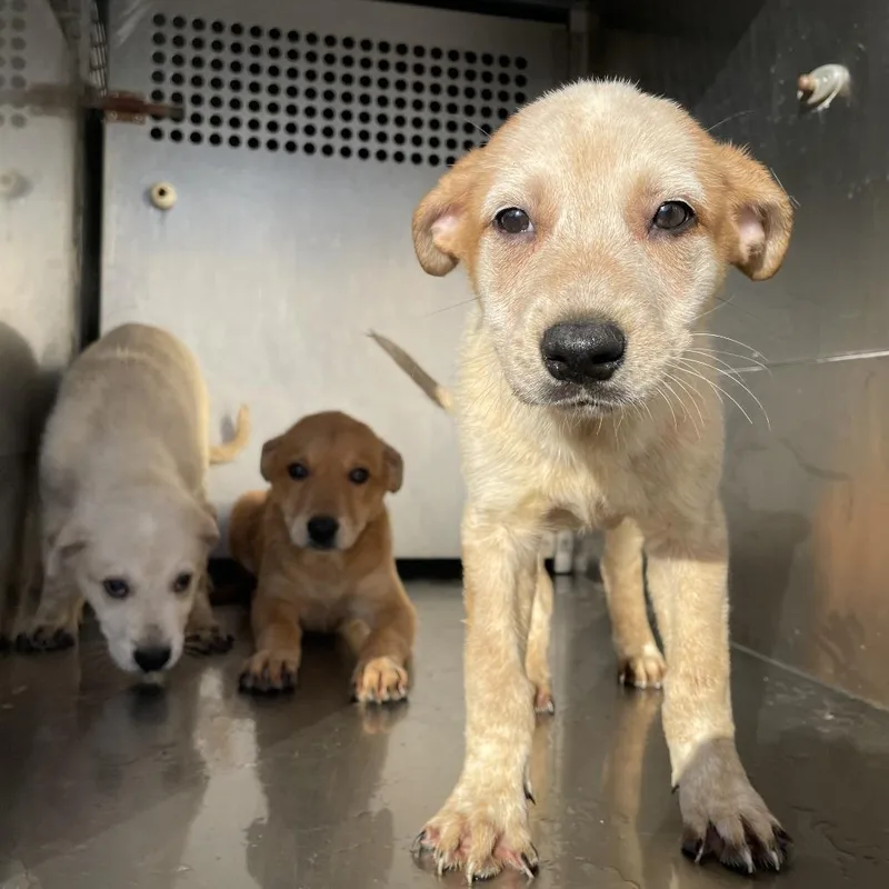 A baby small-sized female Golden Retriever dog named Sunny Delight for adoption in Austin, TX