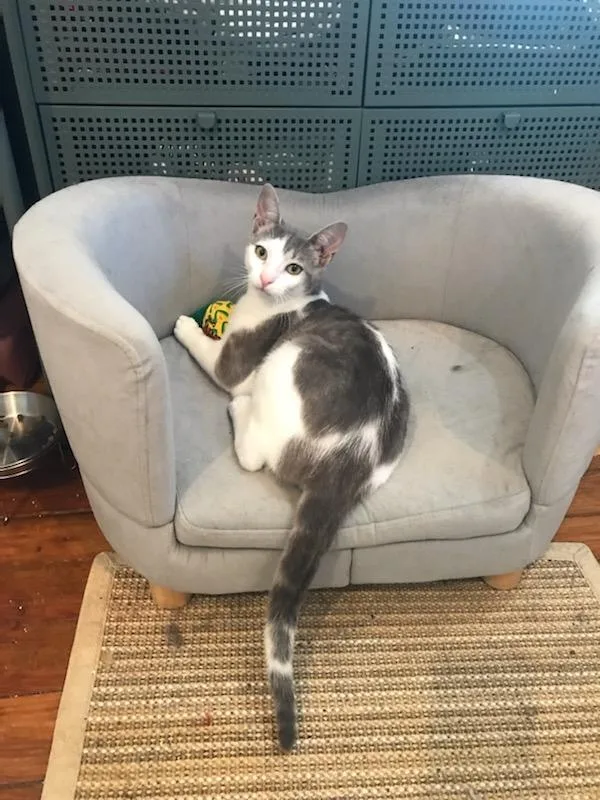 A baby medium-sized male Gray & White Domestic Short Hair cat named Syd for adoption in Brooklyn, NY