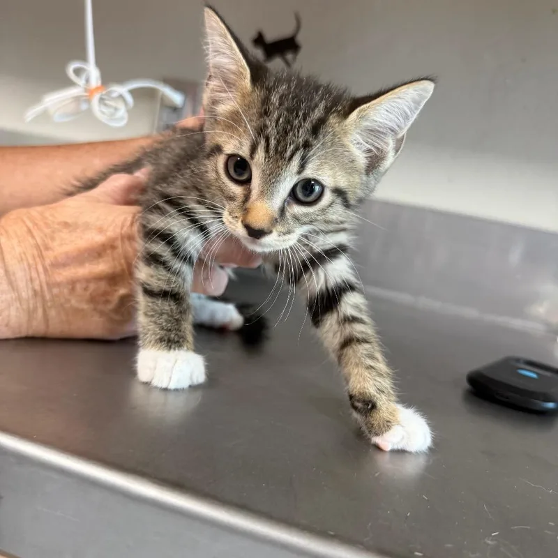 A baby small-sized male Gray / Blue / Silver Domestic Short Hair cat named Grover for adoption in Ponca City, OK