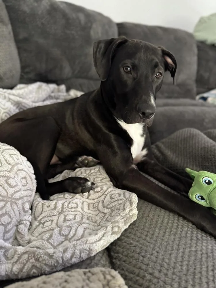 A baby large-sized male Tricolor (Brown, Black, & White) Mixed Breed dog named Briar for adoption in Lansing, MI