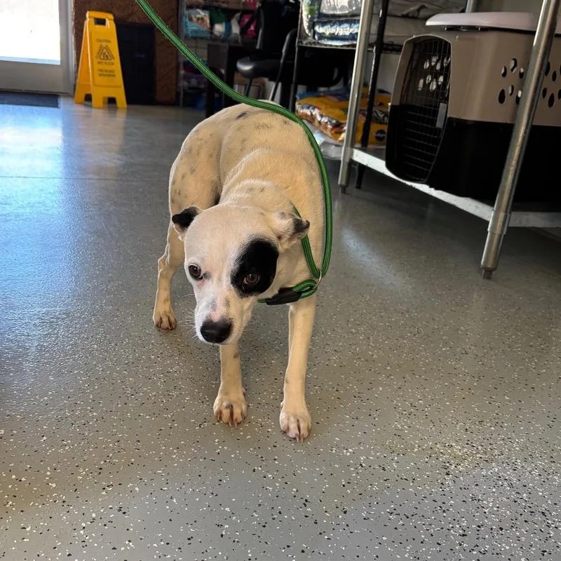 A young small-sized male White / Cream Rat Terrier dog named Pixel for adoption in Galax, VA