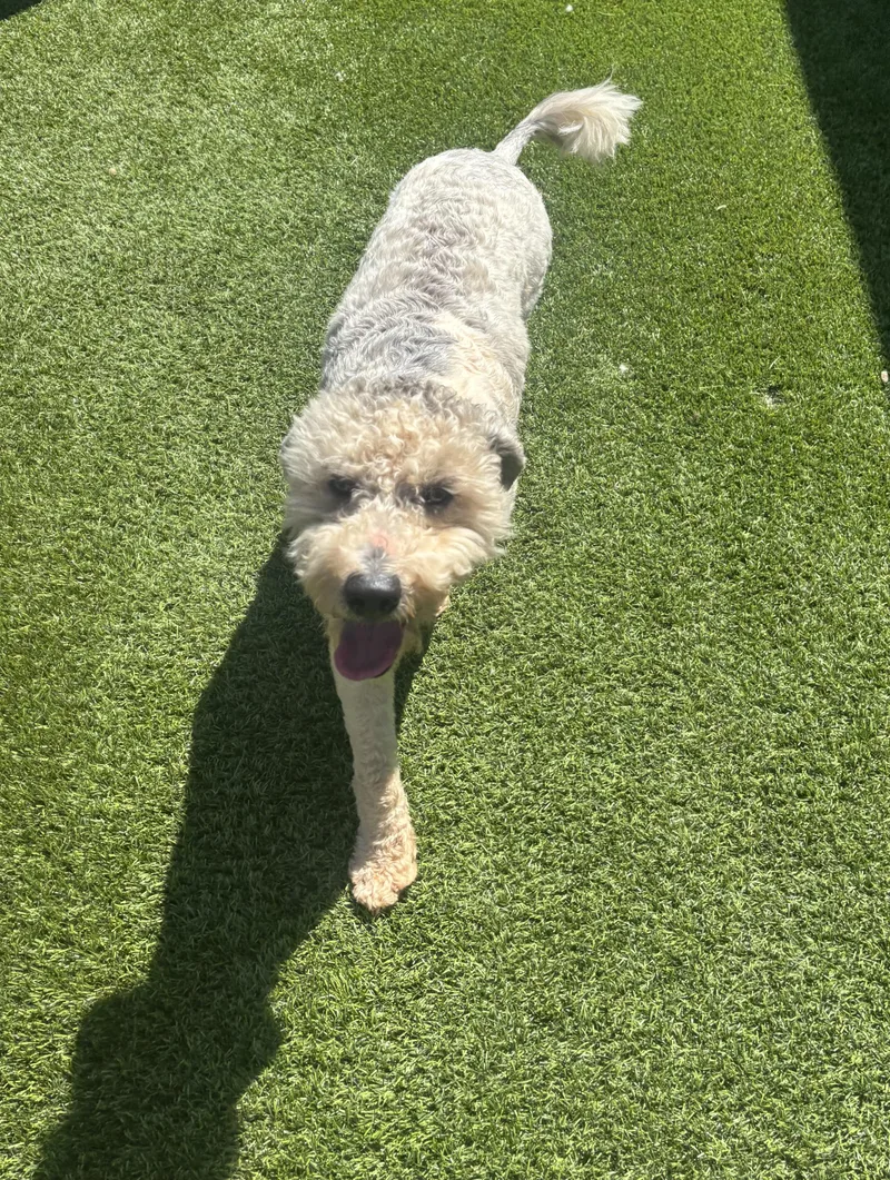 A young medium-sized male Gray / Blue / Silver Sheepadoodle dog named Cody for adoption in Anderson, SC