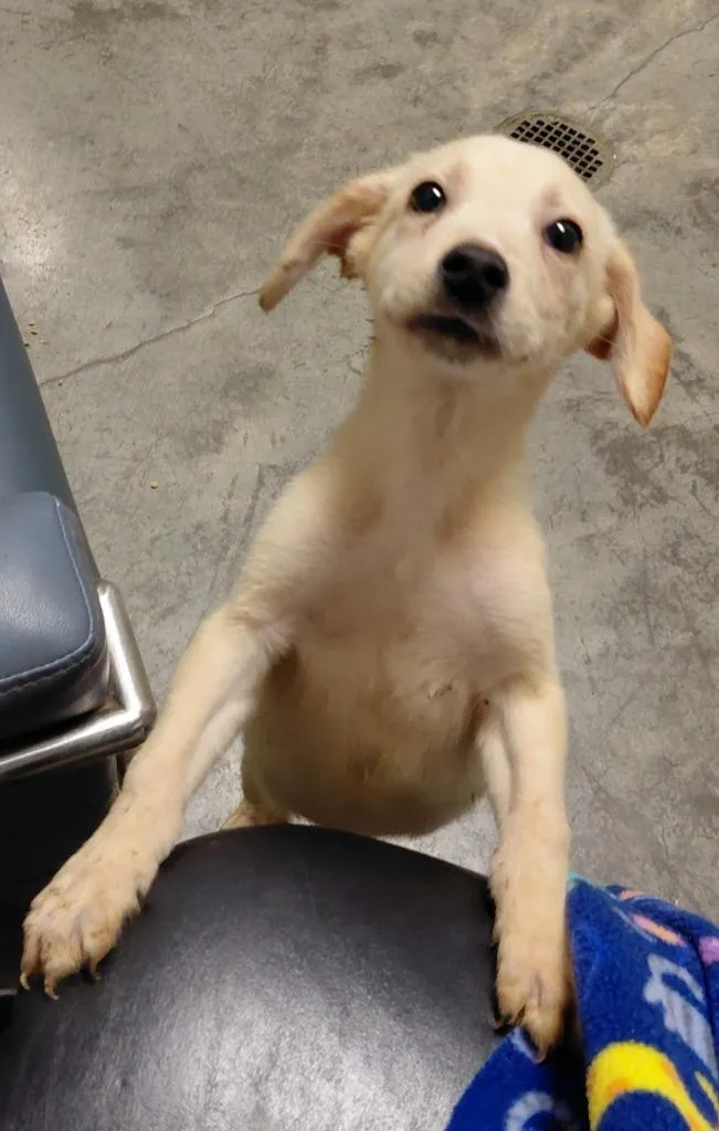 A baby small-sized male Mixed Breed dog named Max for adoption in Henderson, NC