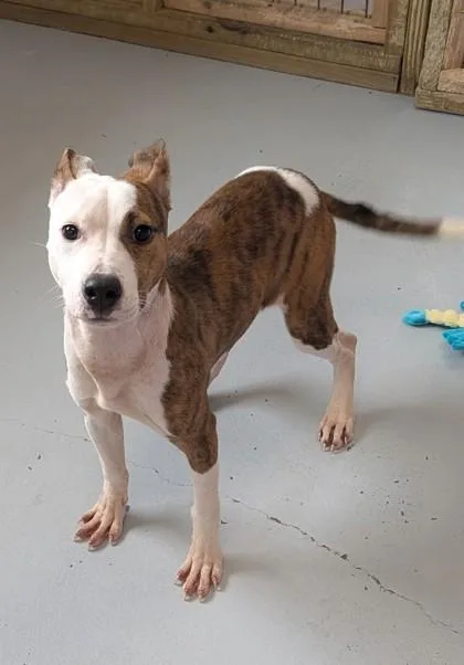 A young medium-sized female Mixed Breed dog named Twinkle for adoption in Gulfport, MS