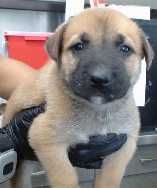 A baby medium-sized male German Shepherd Dog dog named Turbo for adoption in New York, NY