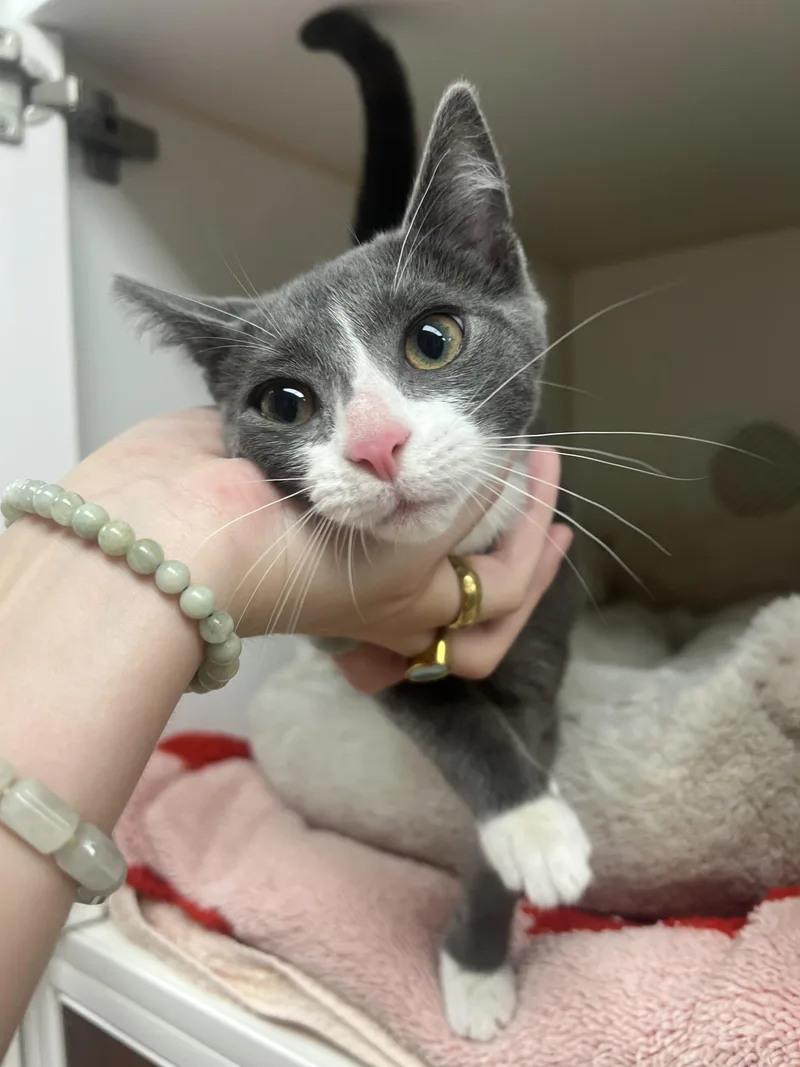 A young small-sized female Domestic Short Hair cat named Leena for adoption in Reisterstown, MD