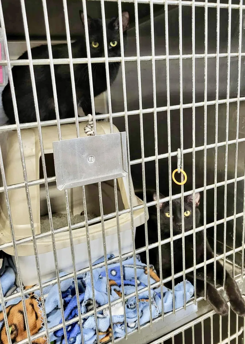 Melba & Nellie thumbnail 2