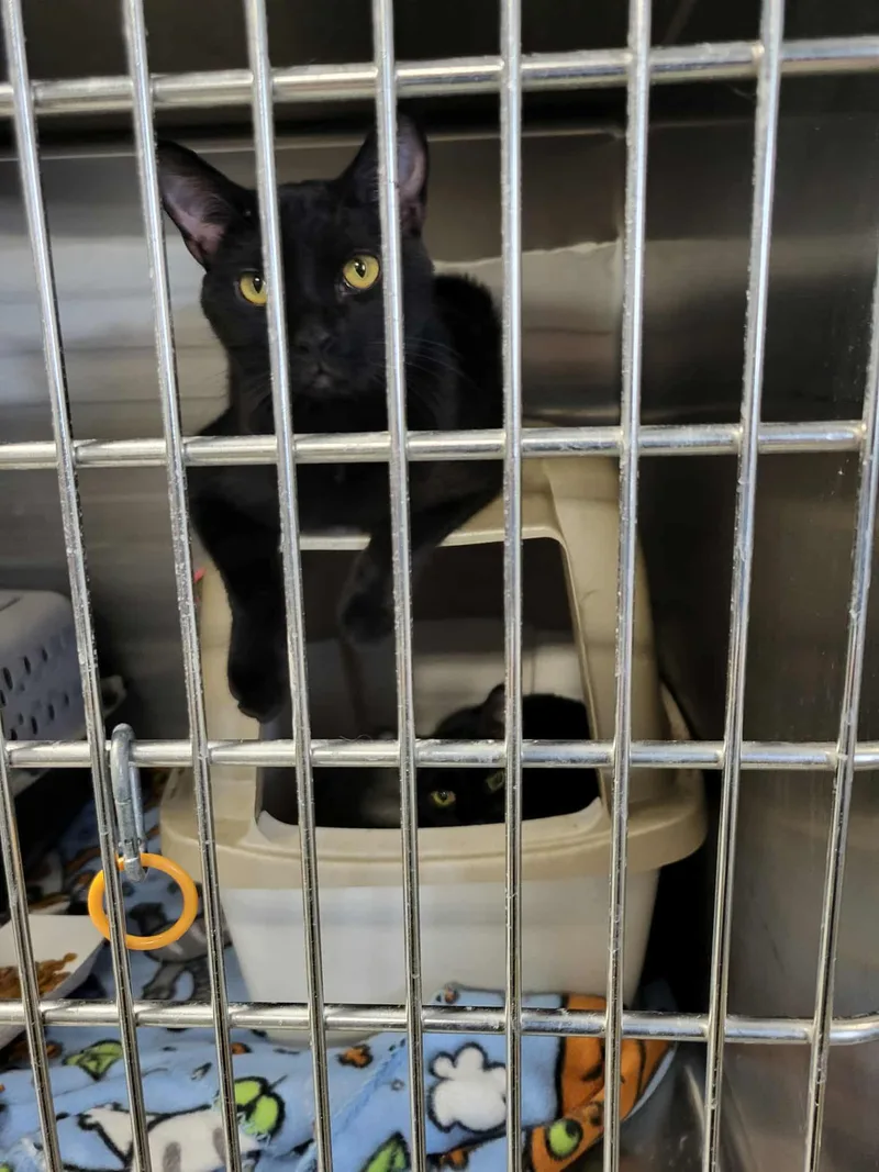 Melba & Nellie thumbnail 3