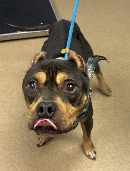 An adult large-sized male Mixed Breed dog named Saguaro for adoption in Chamblee, GA