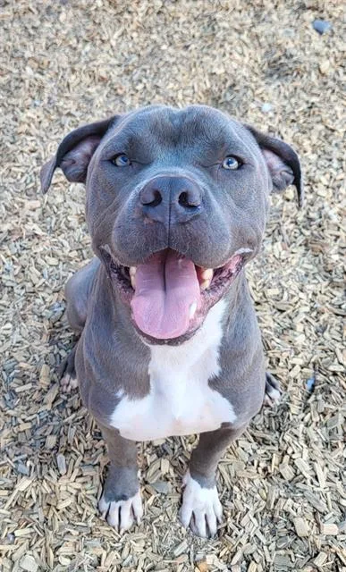 A young medium-sized male Pit Bull Terrier dog named Leroy for adoption in Albuquerque, NM