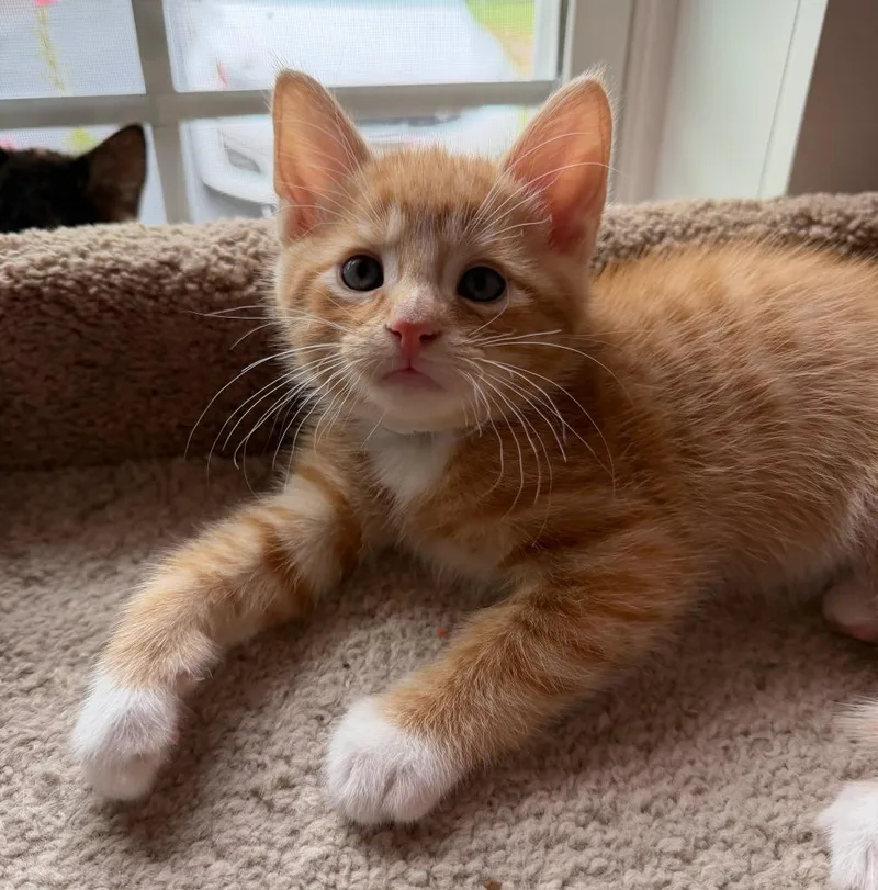 A baby medium-sized male Domestic Short Hair cat named Chili Cheese Burrito for adoption in Parkville, MD