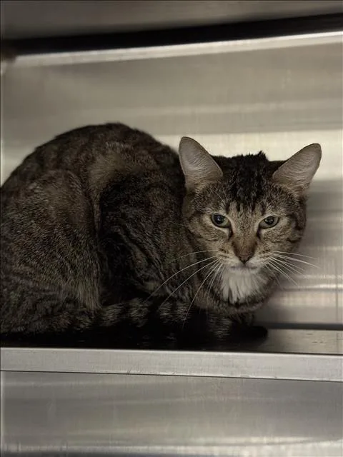 A young medium-sized female Domestic Short Hair cat named Luna for adoption in Chatsworth, CA