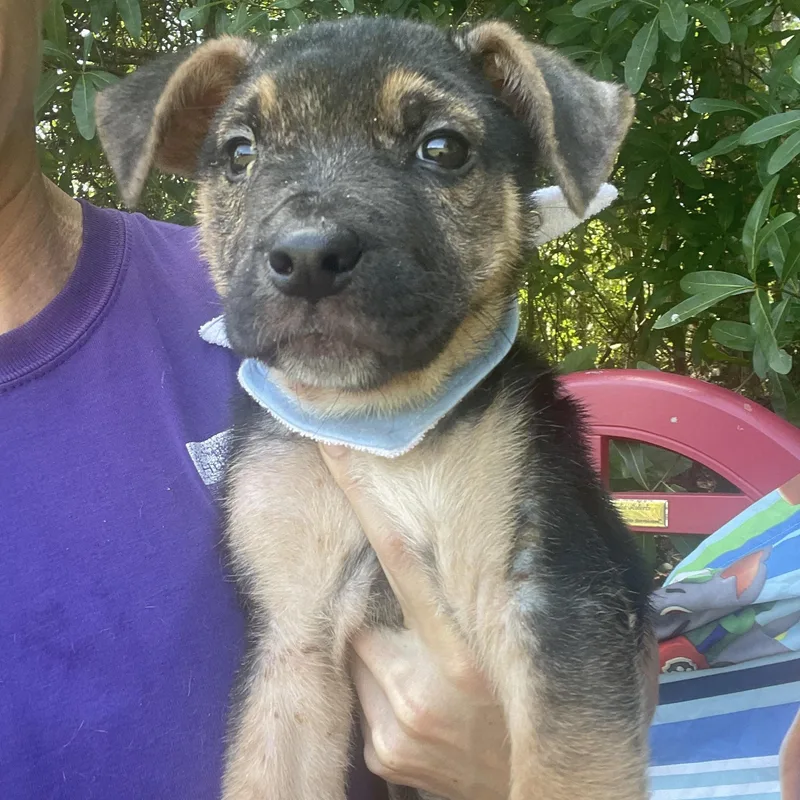Meatball