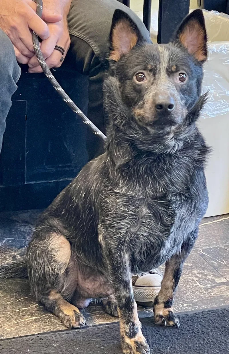 A young medium-sized male Merle (Blue) Australian Cattle Dog / Blue Heeler dog named Rodeo for adoption in Barrington Hills, IL