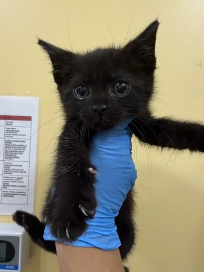 A baby small-sized male Domestic Short Hair cat named Midnight for adoption in Honolulu, HI