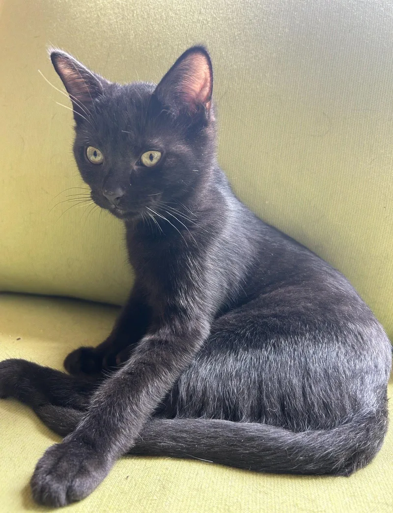 A baby medium-sized male Black Domestic Short Hair cat named Tarragon for adoption in Nashville, TN
