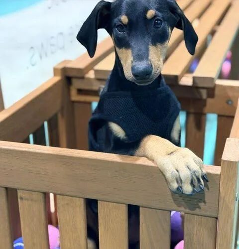 A baby medium-sized female Bicolor Doberman Pinscher dog named Red for adoption in Henderson, NV