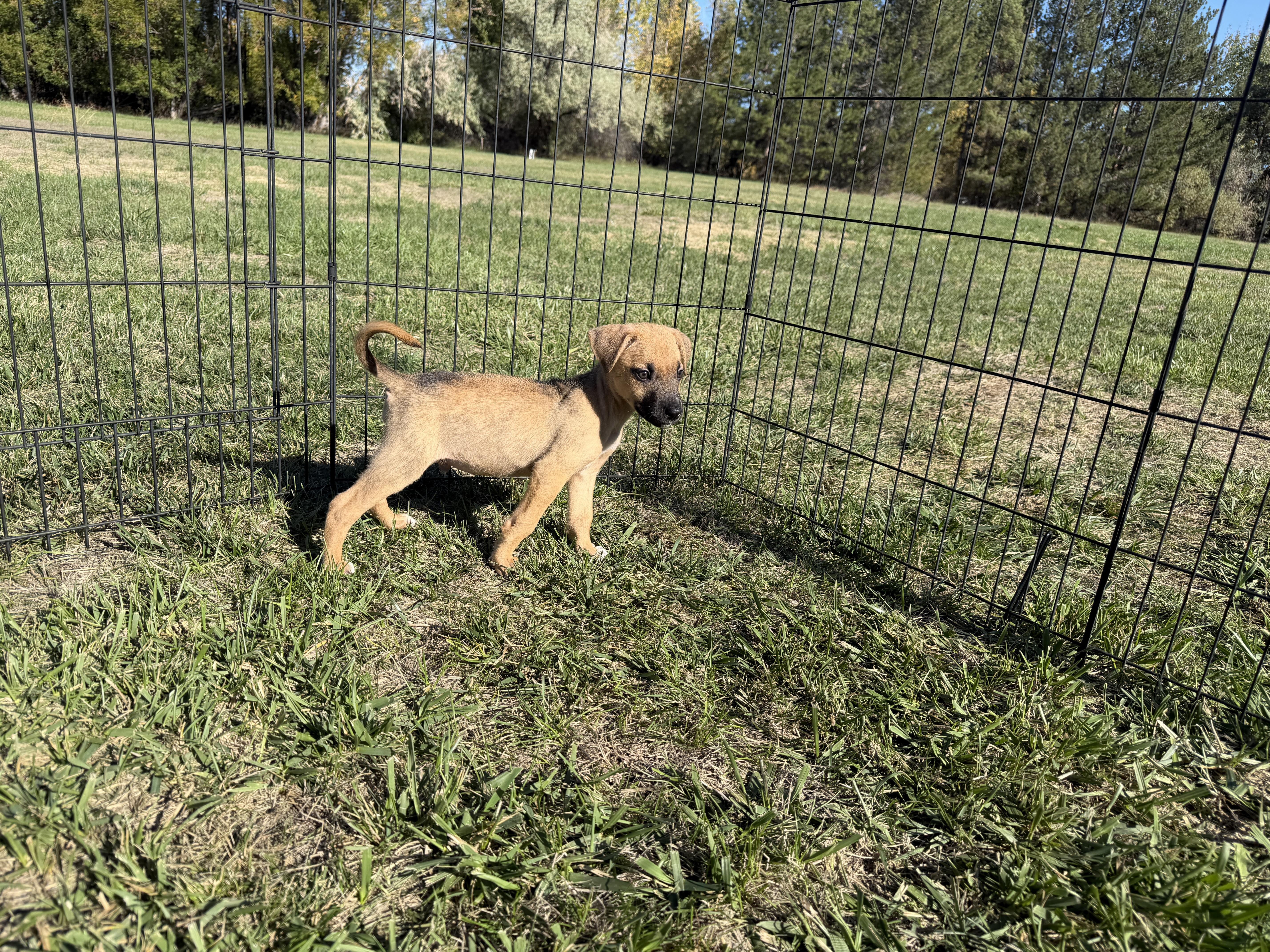 A baby medium-sized male Black Mouth Cur dog named Rocco for adoption in Joliet, MT