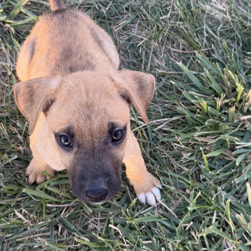 Rocco thumbnail 5