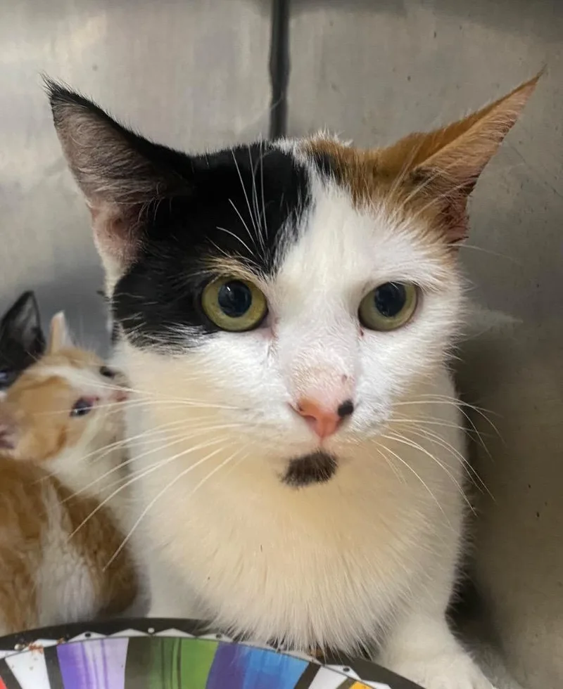 A young medium-sized female Domestic Short Hair cat named Mocha Madness for adoption in Fall River, MA